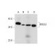 BOULE Antibody (B-2) - Western Blotting - Image 311893 