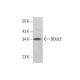 BOULE Antibody (B-2) - Western Blotting - Image 384722