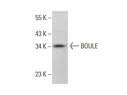 Anti-BOULE Antibody (B-2) | SCBT - Santa Cruz Biotechnology