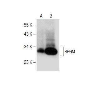 BPGM Antibody (C-4) - Western Blotting - Image 150002 