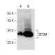 BPGM Antibody (C-4) - Western Blotting - Image 150002 