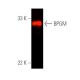 BPGM Antibody (C-4) - Western Blotting - Image 391354