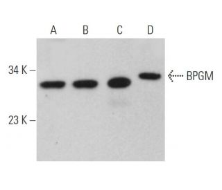 BPGM Antibody (F-2) - Western Blotting - Image 365430