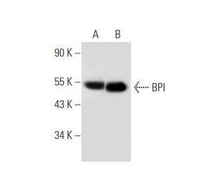 BPI Antibody (D-3) - Western Blotting - Image 319261