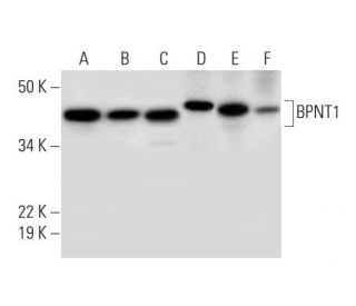 BPNT1 Antibody (C-12) - Western Blotting - Image 294268 