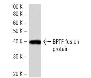 BPTF Antibody (2343C3a) - Western Blotting - Image 16493