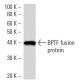 BPTF Antibody (2343C3a) - Western Blotting - Image 16493