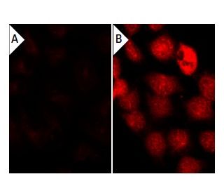bpV(HOpic): sc-221377. Immunofluorescence staining of methanol-fixed lambda protein phosphatase (sc-200312A) treated (A,B)