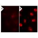 bpV(pic): sc-221379. Immunofluorescence staining of methanol-fixed lambda protein phosphatase (sc-200312A) treated (A,B) a 