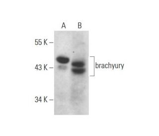 western blotting image from recommended brachyury (D-10) monoclonal antibody replacement. Image 127970