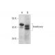brachyury Antibody (D-10) - Western Blotting - Image 127970 