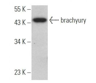 brachyury Antibody (A-4) - Western Blotting - Image 360848