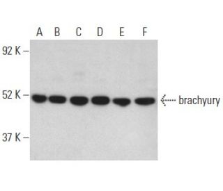 brachyury Antibody (A-4) - Western Blotting - Image 398888