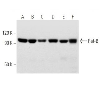 BRAF Antibody (F-3) - Western Blotting - Image 12983