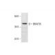 BRAF35 Antibody (F-4) - Western Blotting - Image 289948 