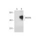 BRAF35 Antibody (F-4) - Western Blotting - Image 291070