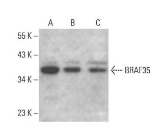 BRAF35 Antibody (F-4) - Western Blotting - Image 377095 