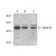 BRAF35 Antibody (F-4) - Western Blotting - Image 377095 