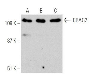 BRAG2 Antibody (D-10) - Western Blotting - Image 364976 