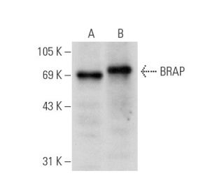 BRAP Antibody (D-5) - Western Blotting - Image 62392 