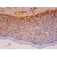 BRCA1 Antibody (287.17) - Immunohistochemistry - Image 293390 