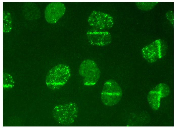 BRCA1 Antibody D 9 SCBT Santa Cruz Biotechnology