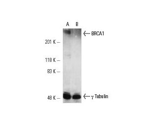 BRCA1 Antibody D 9 SCBT Santa Cruz Biotechnology