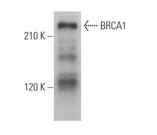 BRCA1 Antibody D 9 SCBT Santa Cruz Biotechnology