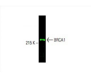 BRCA1 Antibody D 9 SCBT Santa Cruz Biotechnology