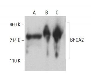 BRCA2 Antibody (D-8) - Western Blotting - Image 398953 