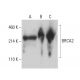BRCA2 Antibody (D-8) - Western Blotting - Image 398953 