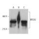 BRCA2 Antibody (D-8) - Western Blotting - Image 399168 