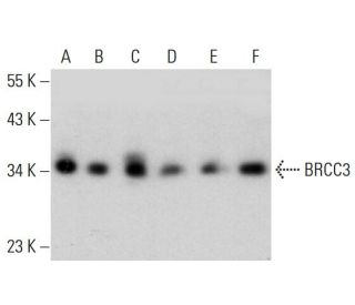 BRCC3 Antibody (AT3B1) - Western Blotting - Image 385114 