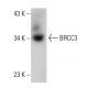 BRCC3 Antibody (AT3B1) - Western Blotting - Image 385115