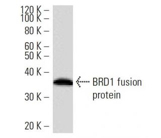 BRD1 Antibody (2086C1a) - Western Blotting - Image 16494