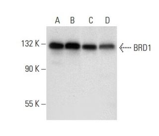 BRD1 Antibody (F-12) - Western Blotting - Image 303389 