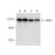 BRD1 Antibody (F-12) - Western Blotting - Image 303389 