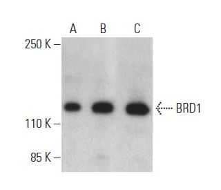 BRD1 Antibody (F-12) - Western Blotting - Image 398913