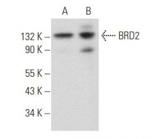 BRD2 Antibody (D-2) - Western Blotting - Image 357174 