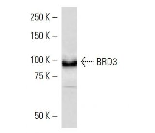 BRD3 Antibody (2088C3a) - Western Blotting - Image 16495 