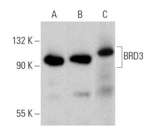 BRD3 Antibody (H-5) - Western Blotting - Image 359976 