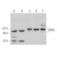 BRD3 Antibody (H-5) - Western Blotting - Image 369859 
