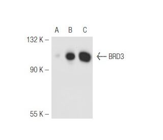 BRD3 Antibody (2088C3a) - Western Blotting - Image 47775 
