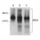 BRD4 Antibody (C-2) - Western Blotting - Image 399347 