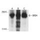 BRD4 Antibody (C-2) - Western Blotting - Image 411843