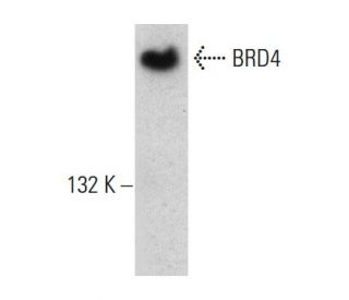 western blotting image from recommended BRD4 (A-7) monoclonal antibody replacement. Image 387354