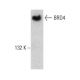 western blotting image from recommended BRD4 (A-7) monoclonal antibody replacement. Image 387354