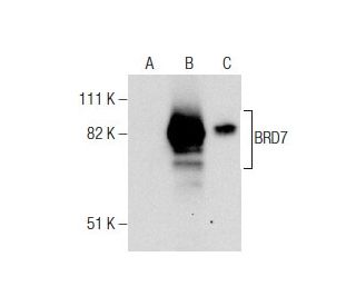 BRD7 Antibody (B-8) - Western Blotting - Image 158925 