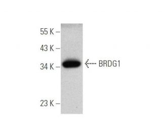 BRDG1 Antibody (G-5) - Western Blotting - Image 349040Each CRISPR/Cas9 Knockout (KO) Plasmid product consists of a pool of 3 plasmids designed to ensure identification and cleavage of a specific gene for maximum knockout efficiency. Each plasmid encodes a unique 20 nt sequence derived from the GeCKO (v2) library.