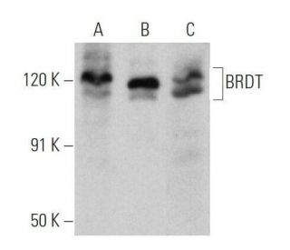 BRDT Antibody (B-11) - Western Blotting - Image 356256 
